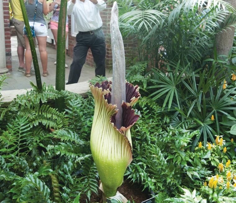 Corpse flower draws cult crowd to Phipps Conservatory