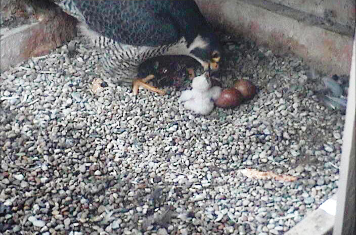 Dorothy+does+it+again%3A+Pitt%E2%80%99s+peregrine+falcon+hatches+43rd+egg+on+Mother%E2%80%99s+Day
