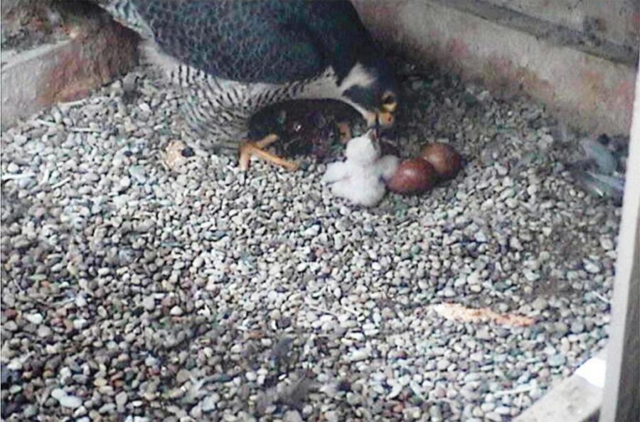 Dorothy, Pitts peregrine falcon, passed away over the weekend. 