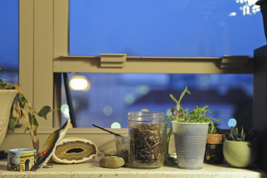 Plants line Abramson and Richards's windowsills. Considine | Staff Photographer