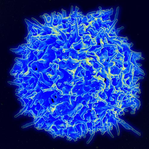 Pitt scientists find immune cells to target to help fight cancer. | NASA