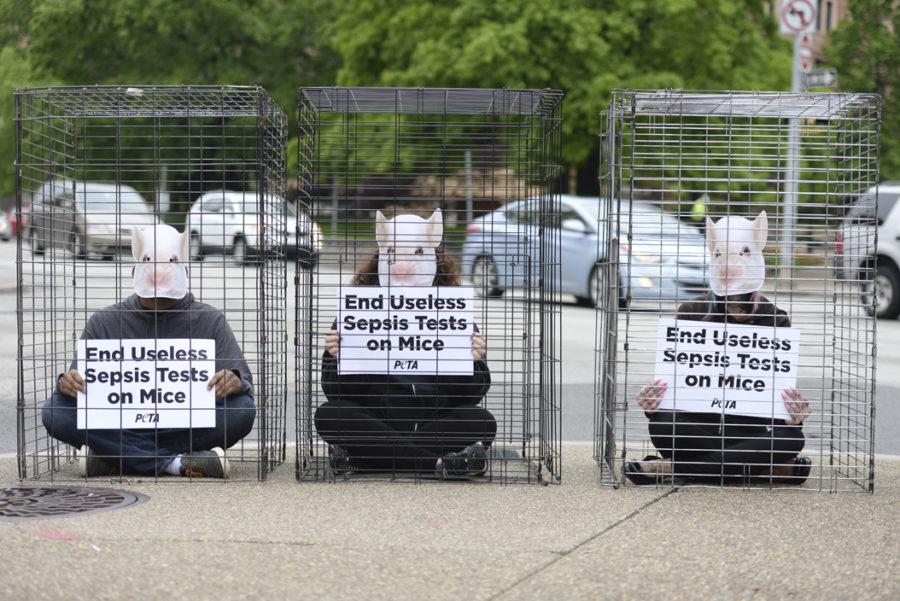 Students react to controversial PETA animal testing report - The Pitt News