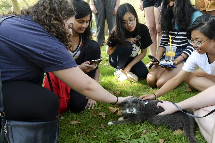 Several people gather around a cat near Mary Schenley Memorial Fountain during Caturday on Monday afternoon. (Photo by Wenhao Wu | Assistant Visual Editor)
