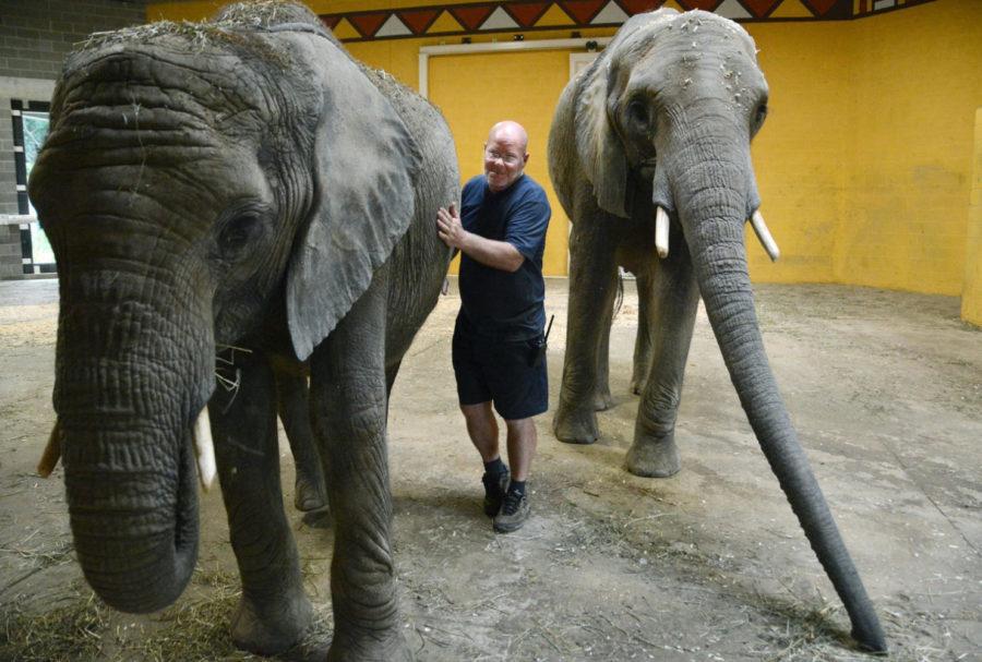 Willie Theison, elephant program manager at the Pittsburgh Zoo, attends to Zuri (left) and her sister, Victoria (right). (Nate Guidry/Pittsburgh Post-Gazette/MCT)