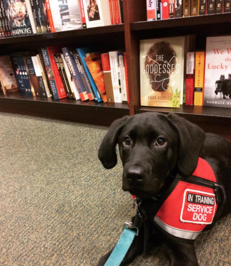 Aiden, an almost 4-month-old black lab, continues to work toward becoming a certified service dog. (Courtesy by Instagram account @Aiden_the_service_pup)