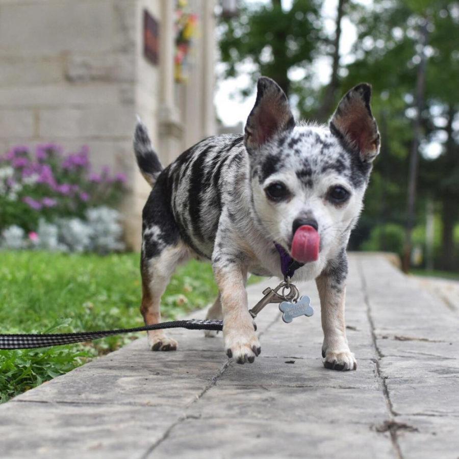 Lu-Seal, a 9-year-old chihuahua, weighed 16 pounds before Pitt alumna Julia Morley started the canine on a weight loss program. (Photo via Instagram)