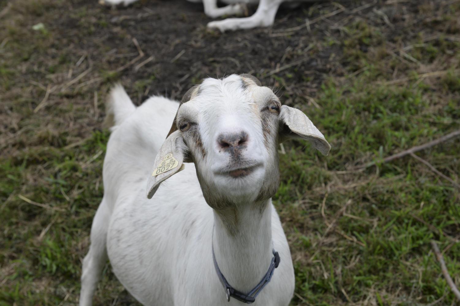 GALLERY: Goatscaping behind Chevron - The Pitt News