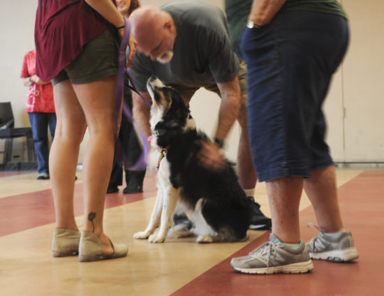 Therapy dogs bring contentment and comfort to campus - The Pitt News