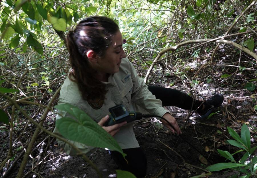 FWC investigator Ashley Lawrence uses a video scope to check a burrow for a monitor lizard spaotted in Davie, Fla. on Wednesday, Aug. 29, 2018. (Joe Cavaretta/Sun Sentinel/TNS)