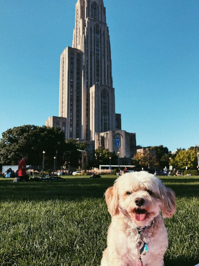 Sophomore studio arts major Ruth-Riley Collins poses her dog Rigsby for a photo on a sunny day in Schenley Plaza.