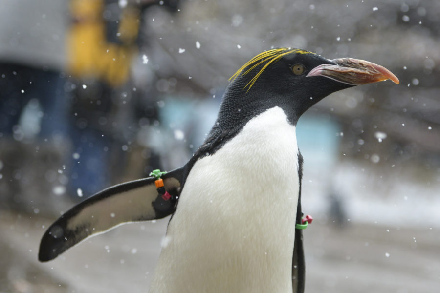 Several+penguins+waddled+around+at+Pittsburgh+Zoo+%26+PPG+Aquarium%E2%80%99s+media+preview+of+%E2%80%9CPenguins+on+Parade%E2%80%9D+on+Wednesday.