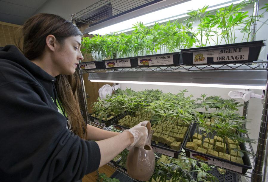 Elyse Jones waters marijuana clones at the Harborside Health Center medical marijuana dispensary on May 14, 2015, in San Jose, California. Medical marijuana has been legalized in 32 states thanks to pressures from criminal justice reform proponents, civil rights groups and drug policy reform advocates. 