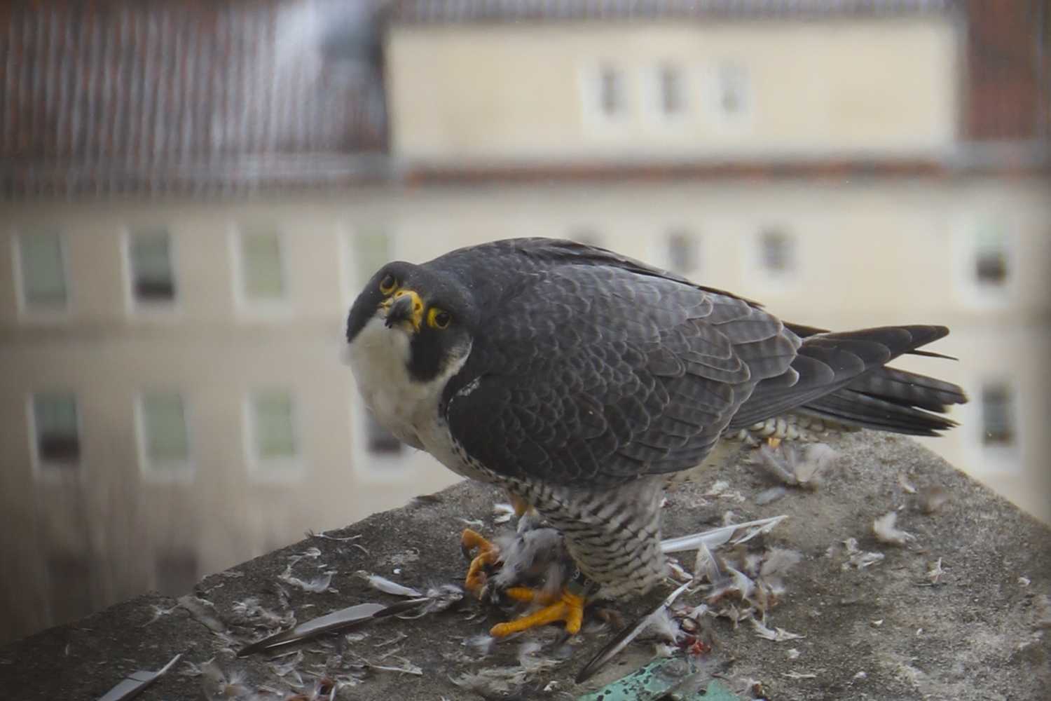 Pitts Peregrine Falcons Flesh And Blood