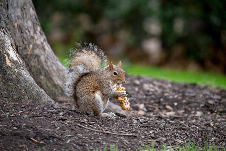 Columnist Allion Dantinne suggests becoming a squirrel to cope with finals. 

