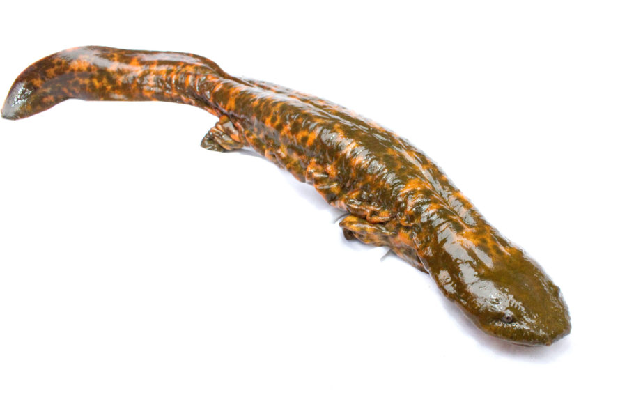 Cryptobranchus alleganiensis, the amphibian otherwise known as the hellbender.