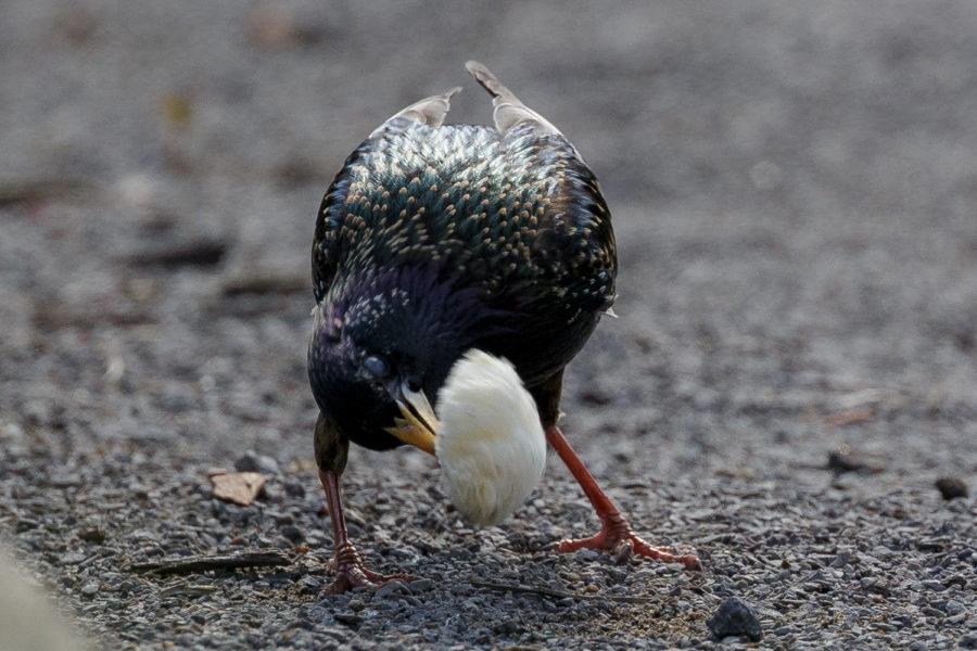 A starling picks apart a chunk of bread in Schenley Plaza on Saturday afternoon.
