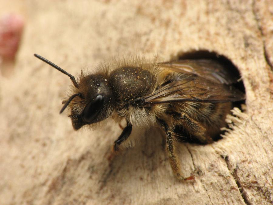 Solitary bee species have difficulty surviving in urban environments.
