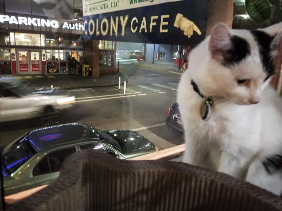 Colony Cafe, located downtown, allows you to study in the same room as adoptable cats. 