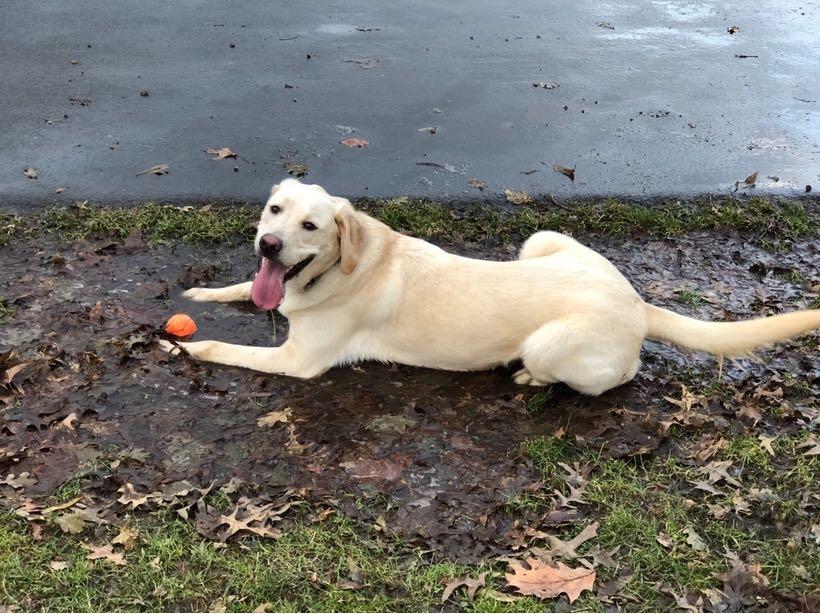 Alex’s yellow lab, Wrecks Goliath, lies in a mud puddle. 