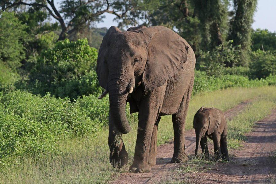African elephants in Matetsi Safari Area, Zimbabwe.  