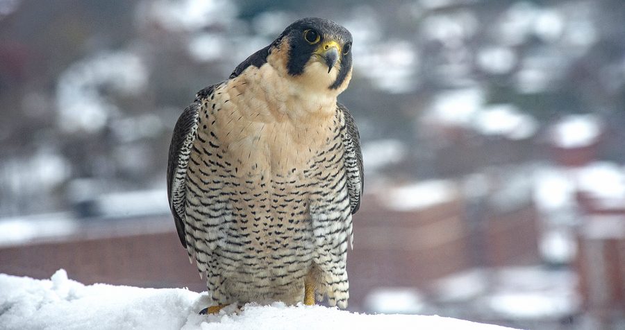 A multitude of peregrine falcons have called Pitt’s Cathedral of Learning home since 2001 and they have been livestreamed since about 2007. Morela, distinguished by her peachy breast and face coloring, laid four eggs with Ecco, the first being born on St. Patrick’s Day, and the last being born on March 24. 