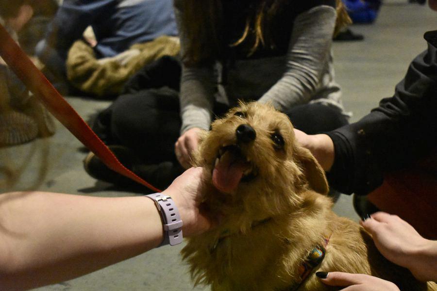Numerous hands pet Ruby the therapy dog at a Therapy Dog Tuesday session in the Cathedral of Learning in 2020.