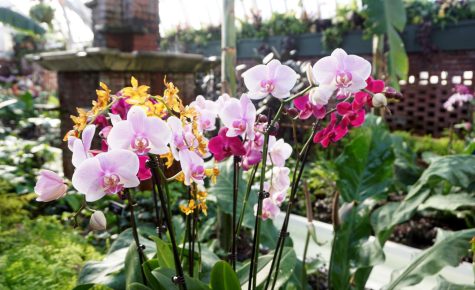 Orchids at Phipps Conservatory and Botanical Gardens on Friday.