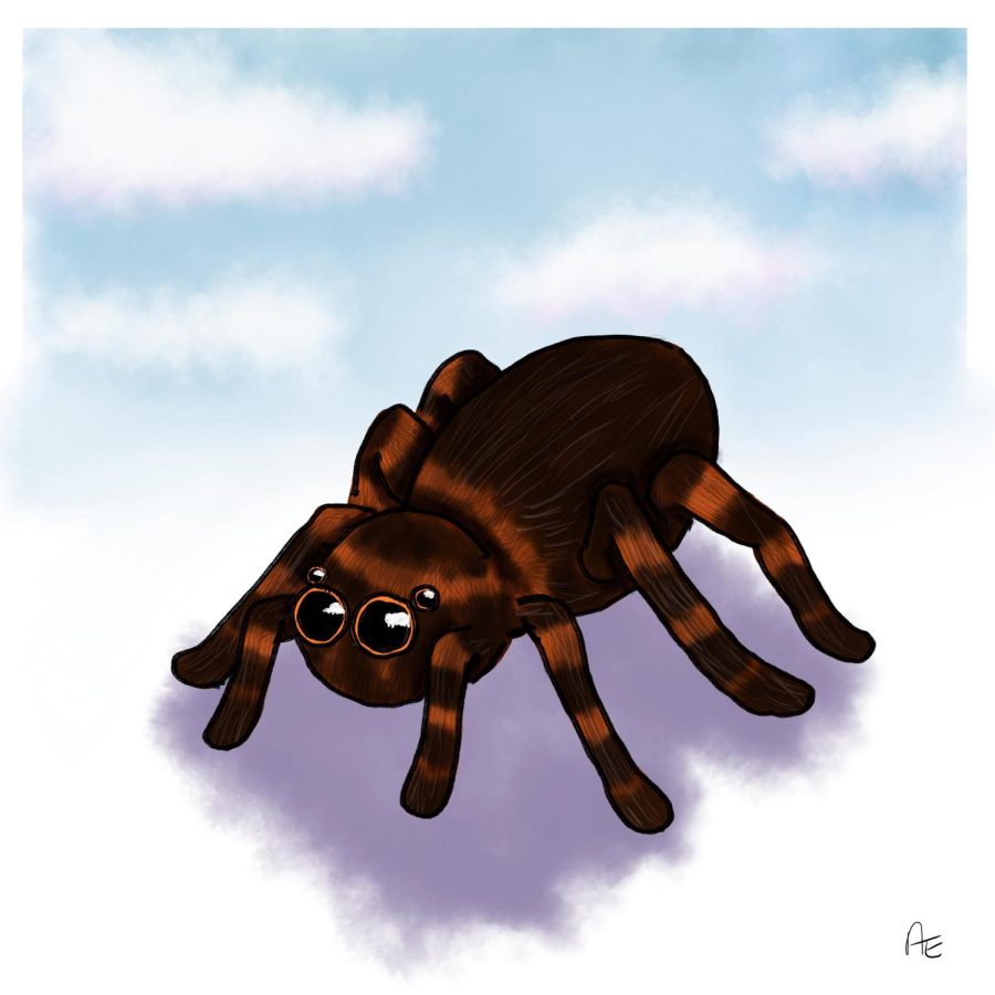 Opinion | Tarantulas are the best pets for college students