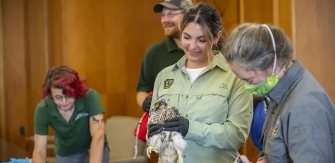 One of Pitt’s three baby peregrine falcons receives a band in the Cathedral of Learning on Thursday. 

