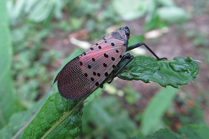 A spotted lanternfly. 

