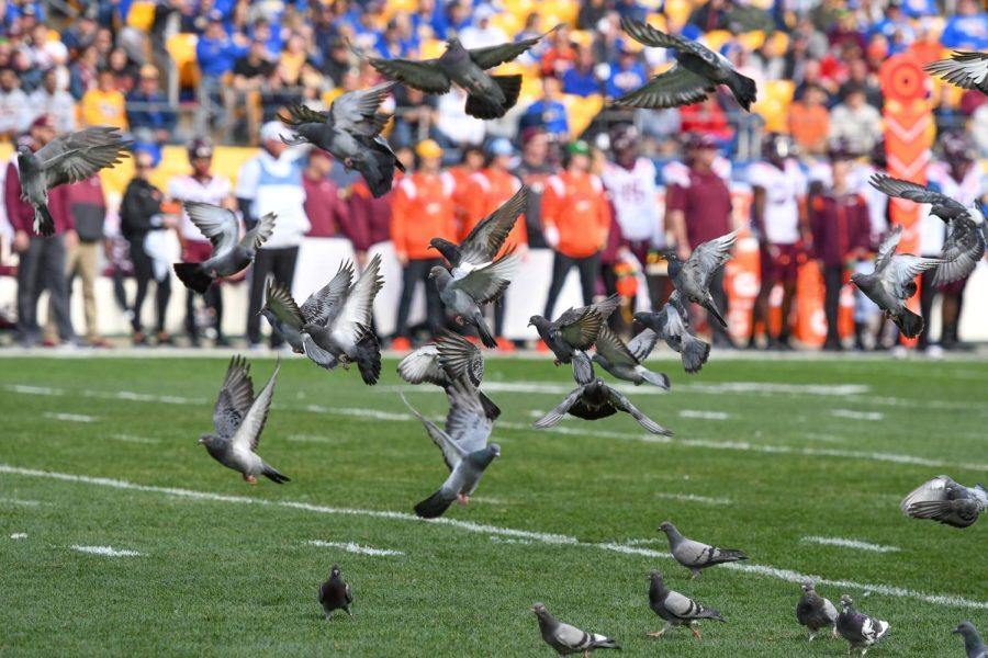 Pigeons on the field of Acrisure Stadium Saturday evening.