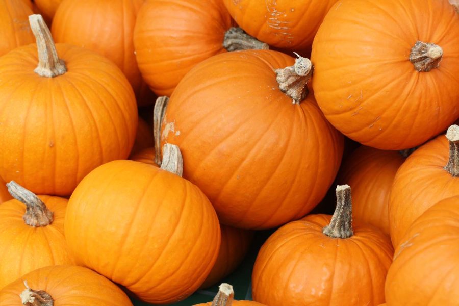 Six+spooky+harvest+picks+for+the+fall+season