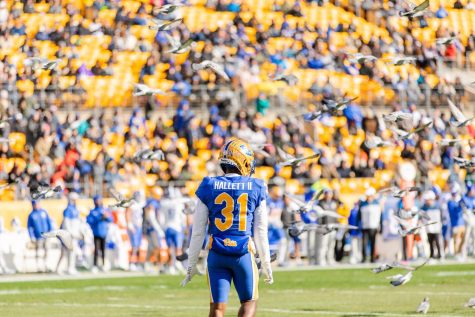 Redshirt senior defensive back Erick Hallett II (31) stands on the field surrounded by pigeons during Pitt footballs game against Duke Saturday afternoon at Acrisure Stadium.