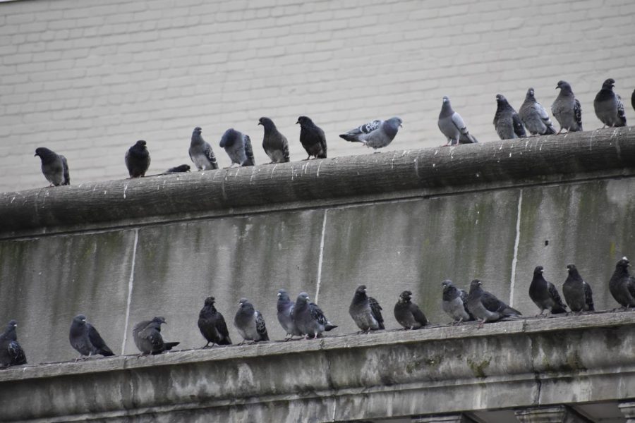 Pigeons+sit+on+top+of+a+building.+%0A%0A