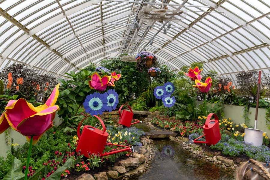 Large watering cans add to a display inside Phipps Conservatory’s spring flower show.
