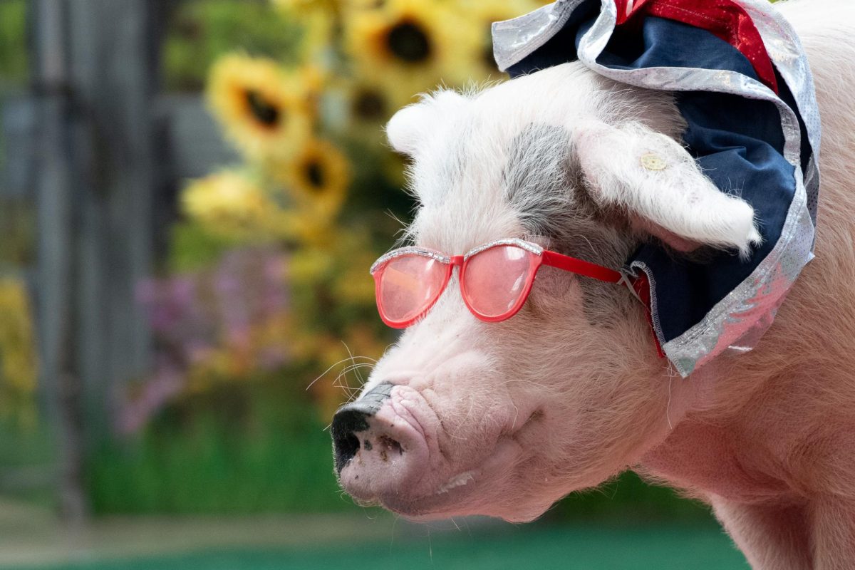 A hog wears a pair of sunglasses during the Pittsburgh Pet Expo this Sunday at the David L. Lawrence Convention Center.