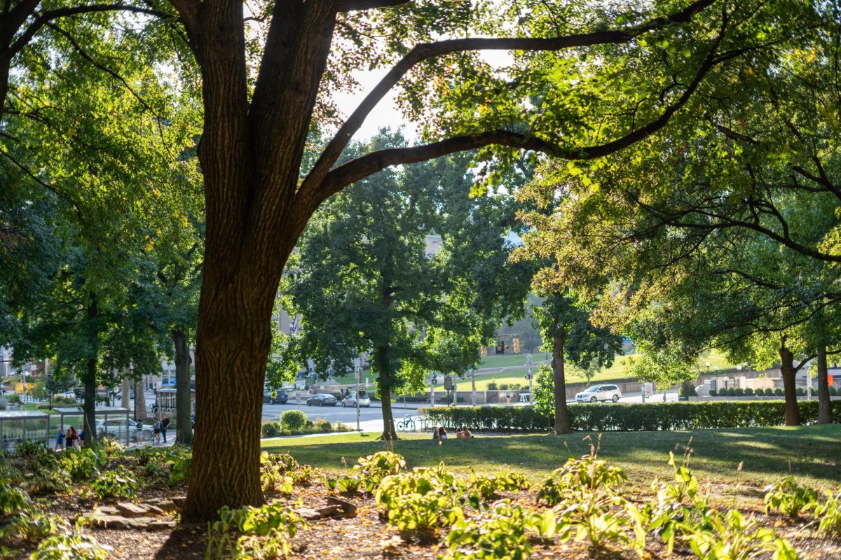 Trees on the Cathedral lawn.