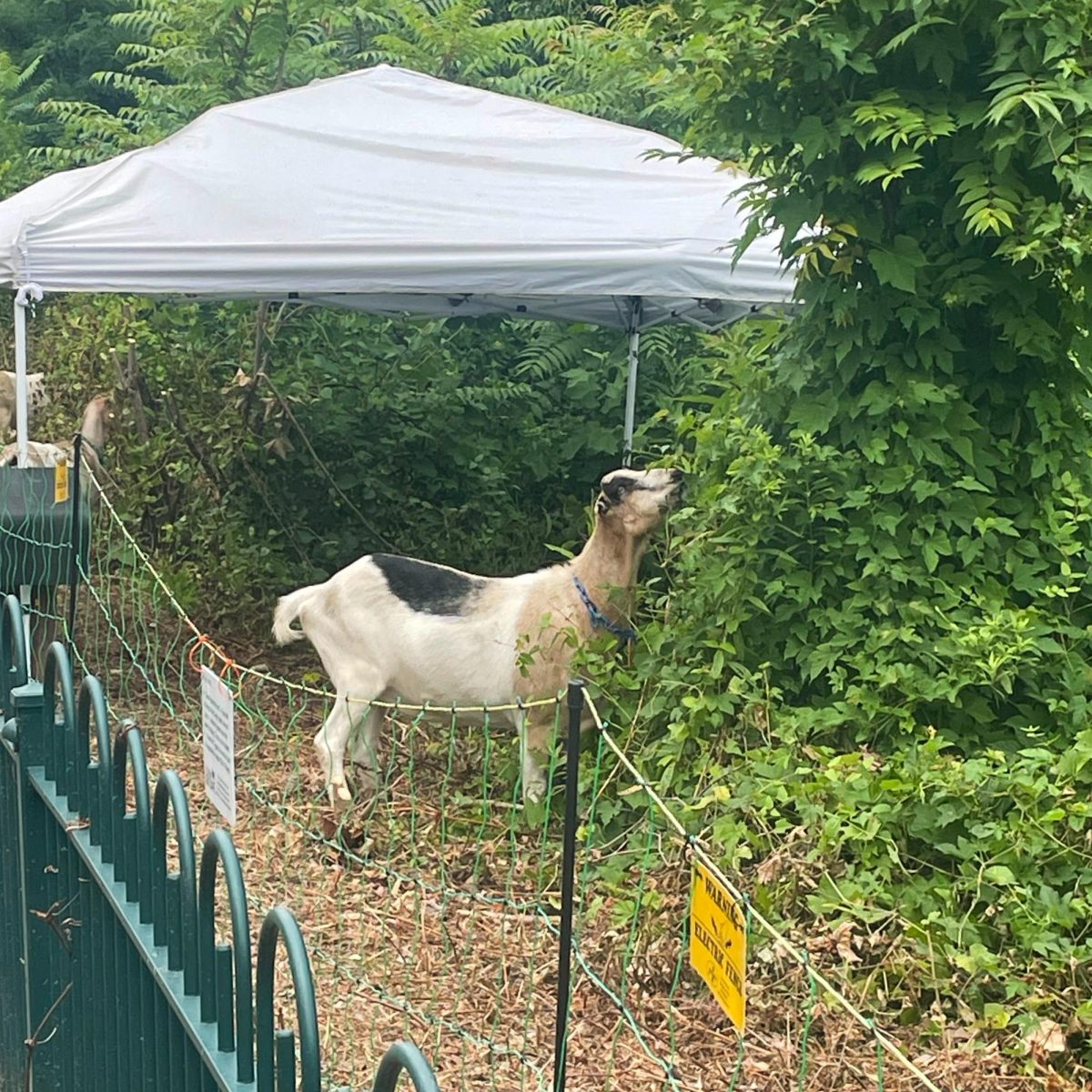 A goat eats grass.