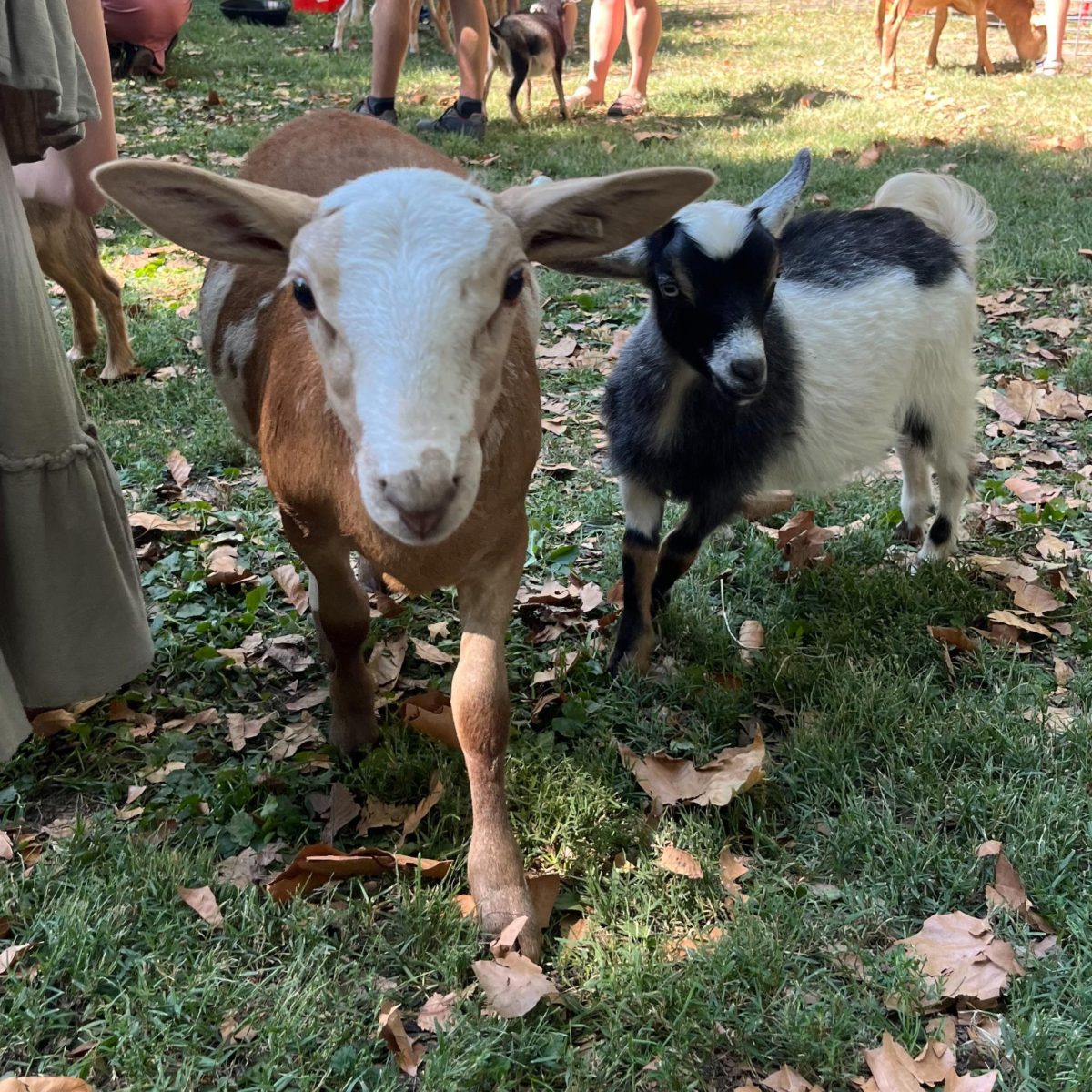 Goats at the Pittsburgh County Fair.