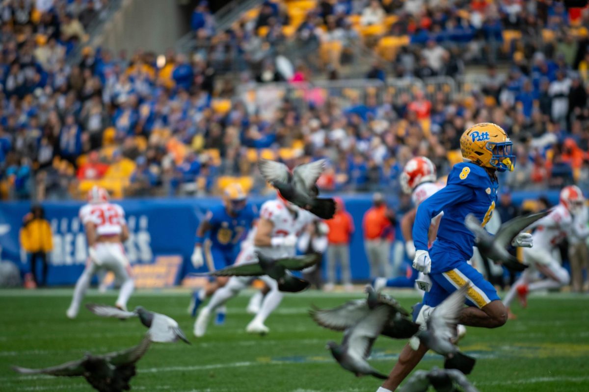 Pigeons crowd the field during the Pitt football game against Clemson in Acrisure Stadium on Saturday, Nov. 16.