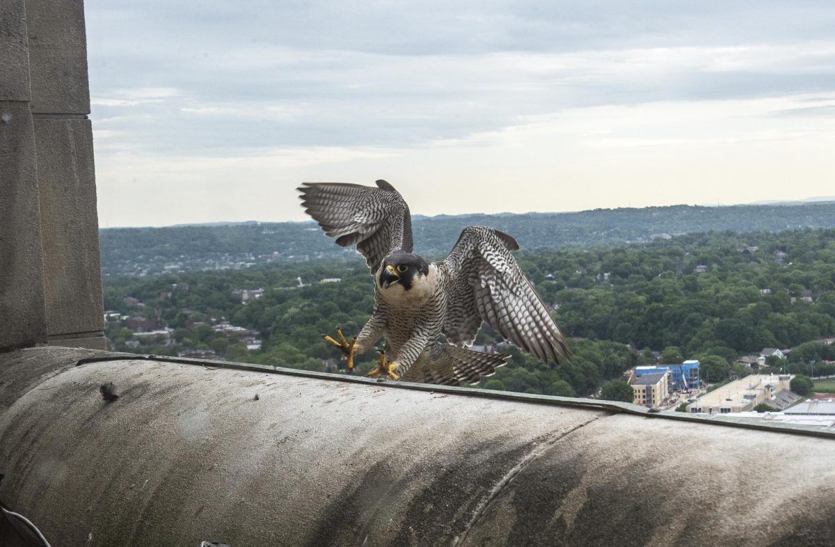 A peregrine falcon finds a perch on the Cathedral of Learning.