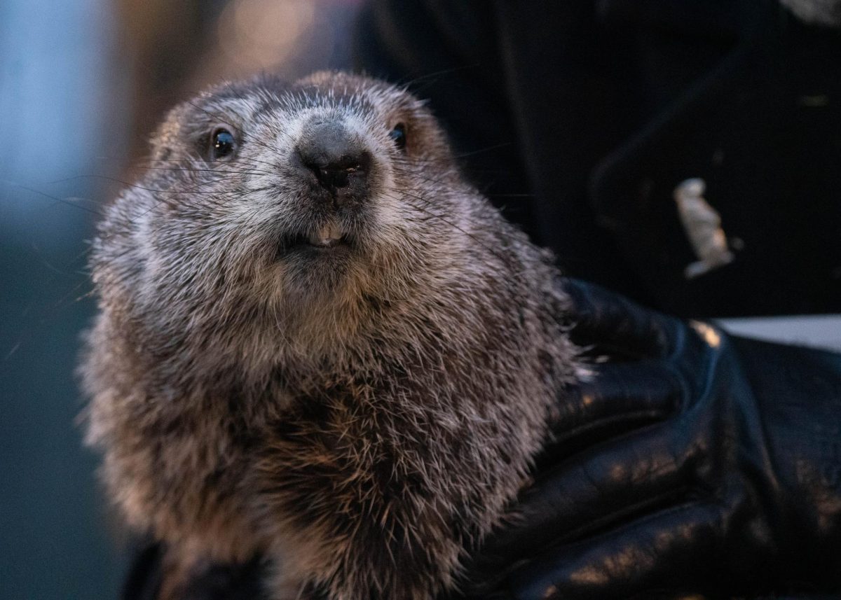 Phil the groundhog on Groundhog Day in Punxsutawney, Pennsylvania, on Feb. 2, 2022.