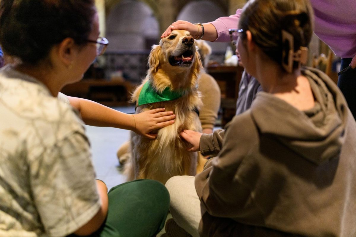 A portrait of a therapy dog. 