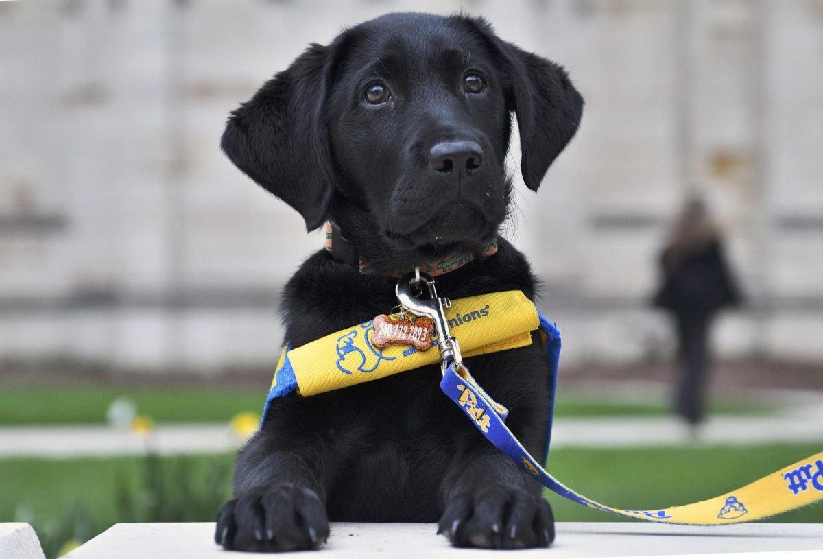 Caspian the dog sits in front of the Cathedral of Learning on March 30.