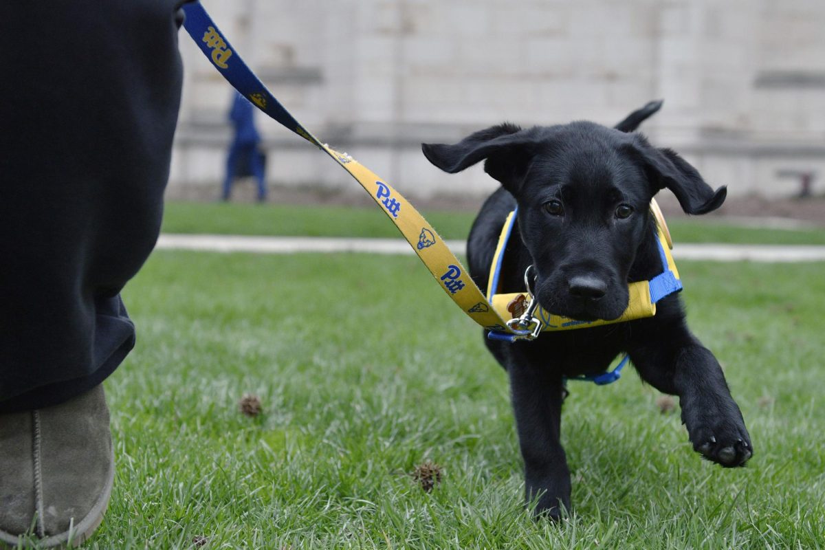 Caspian the dog runs in the grass on March 30.